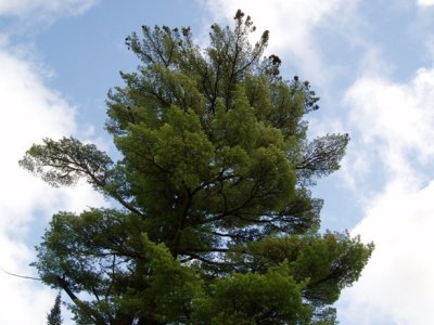 The Big Pine